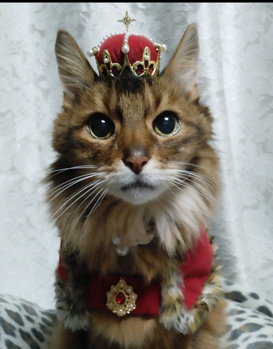 ミント tweet media