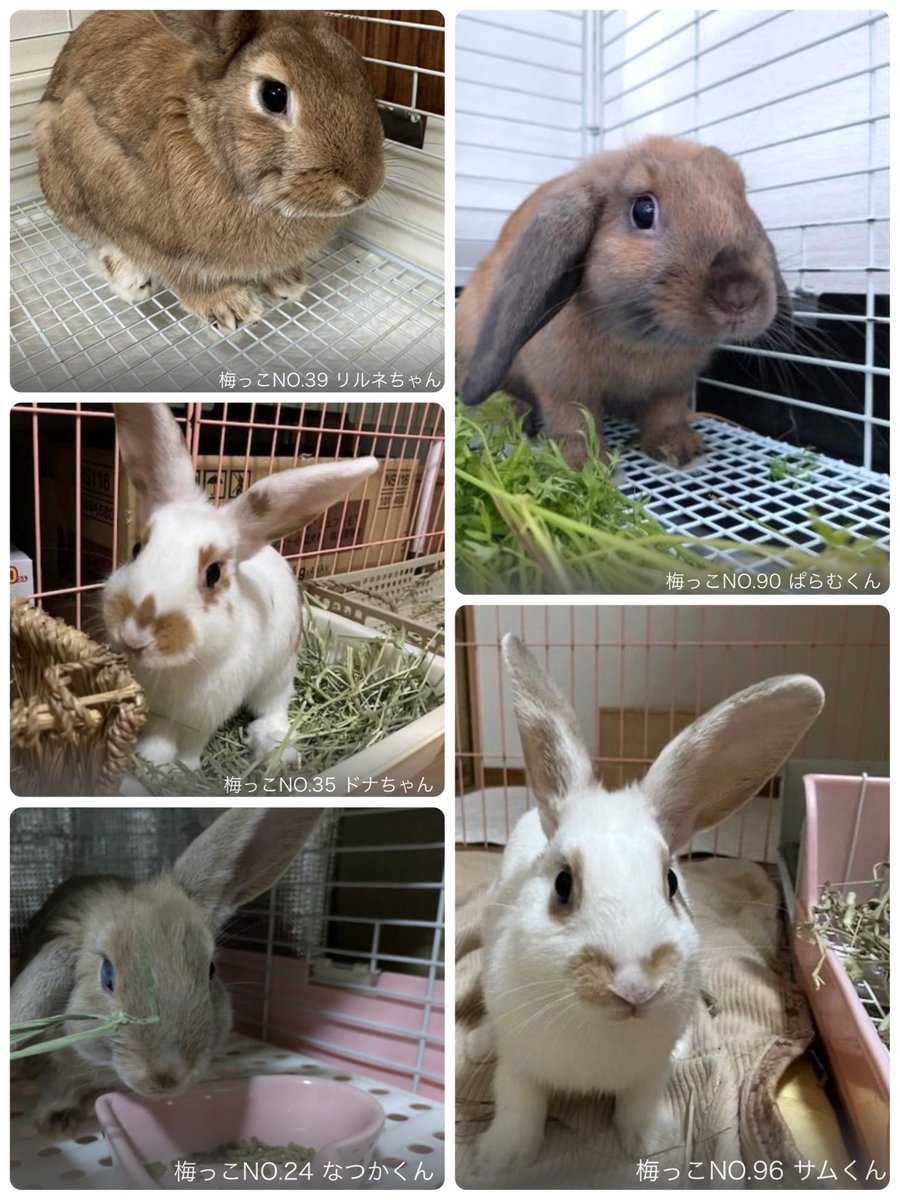 本日も開催されます(⁎˃ᴗ˂⁎)✨
※うさぎさんメンバーが変更となっています。

うさぎさんと可愛い雑貨屋さんたちに会いにきてくださいね〜☺️💕

お足元にお気をつけてお越しください🐰

#手作り雑貨と保護うさぎ
#fortheRABBIT 
#里親募集中
