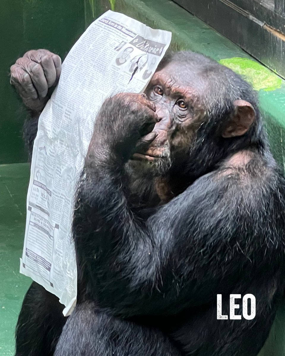 Project Chimps tweet media