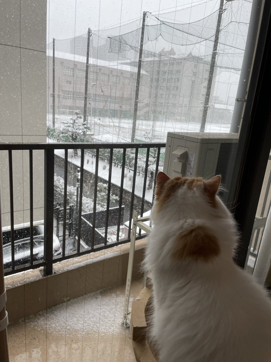 catcafemfmf's tweet photo. 本日も平常通り営業の予定ではありますが、御来店予定の皆様におかれましてはお帰りの際の交通機関の情報など注視の上、ご来店下さいませ

猫達は楽しそうですが、積もらないといいな… https://t.co/Y3xZmCCfT6