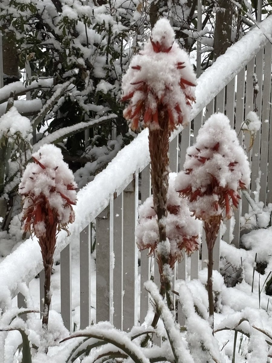 今朝のアロエの花！
