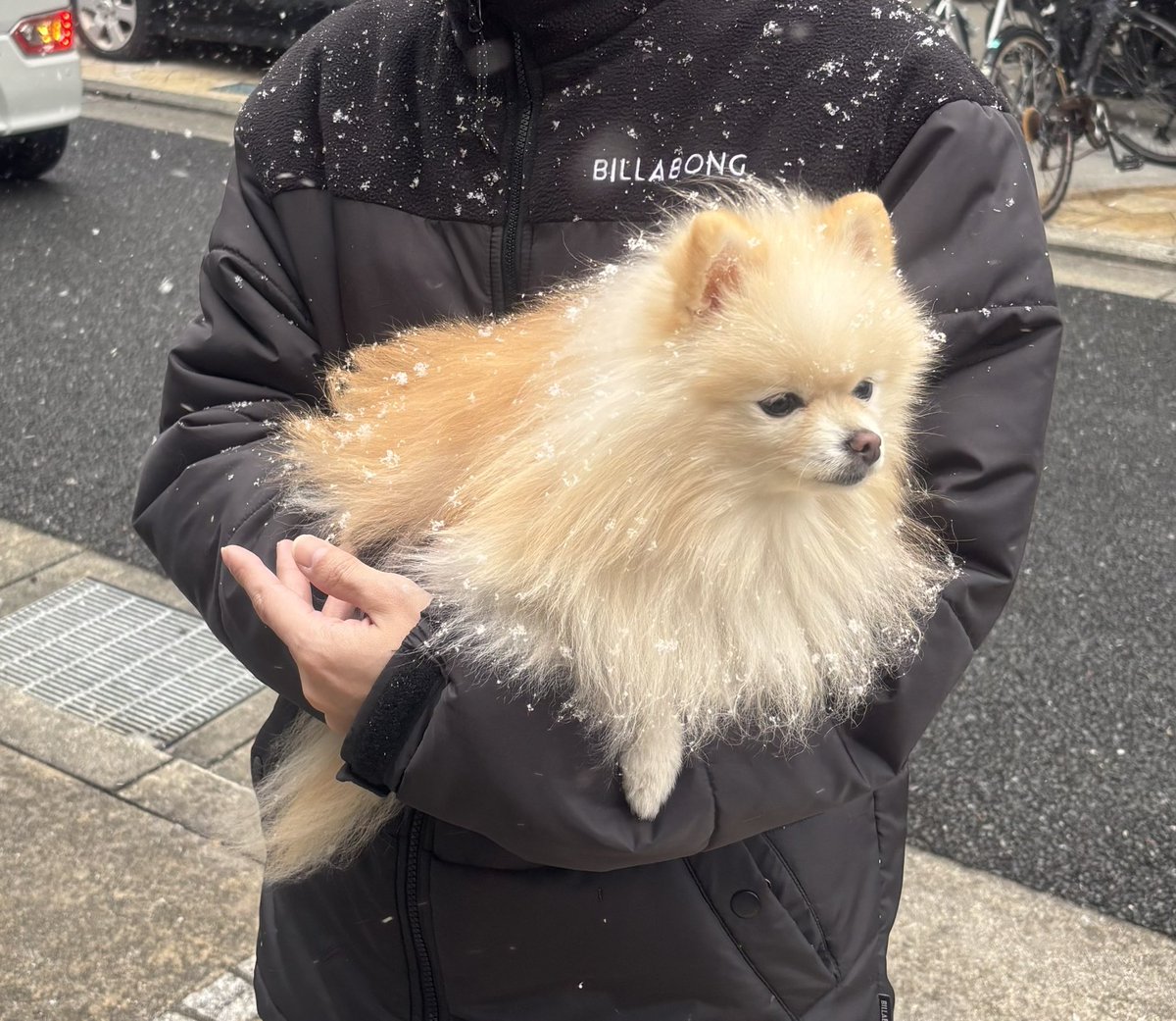 雪が舞ってる❄️❄️❄️