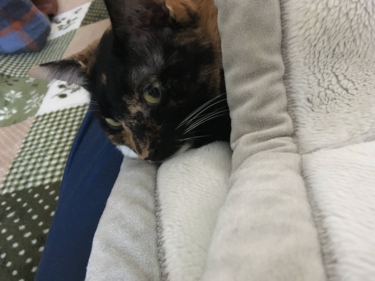 今日はあんちゃんの命日
一緒に過ごした10ヶ月が幻だったんじゃないかって思っちゃうくらい記憶が薄れていくのがコワイ
脇の下に入ってきて一緒に寝てくれたの可愛かったなぁ