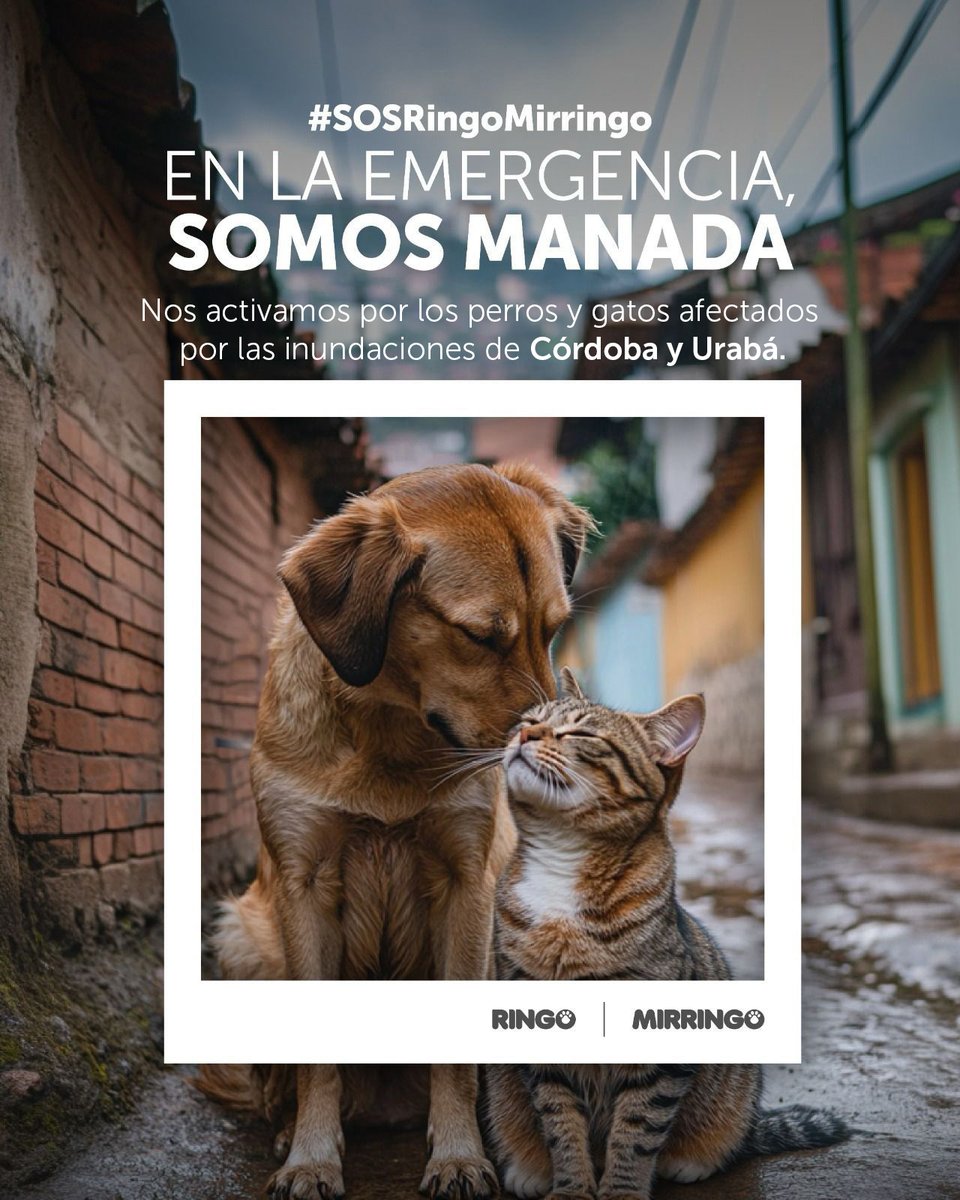 efectoringo's tweet photo. En Ringo y Mirringo tenemos un propósito:
trabajamos para que los perros y los gatos en Colombia estén mejor cuidados y alimentados 🐶🐱

Por eso, cuando las cosas se ponen difíciles es también nuestro momento de hacernos presentes activando las brigadas #SOSRingoYMirringo para dar un paso adelante y ayudar.

Ya lo hicimos por San Andrés, lo hicimos por Ituango y hoy nos unimos por los perros y gatos del departamento de Córdoba y la subregión antioqueña de Urabá. 

Como marcas, estamos atentos y brindando apoyo, porque ellos también son parte de las comunidades que se ven afectadas. Cuidarlos hace parte de lo que somos y de lo que hacemos todos los días 🐾
