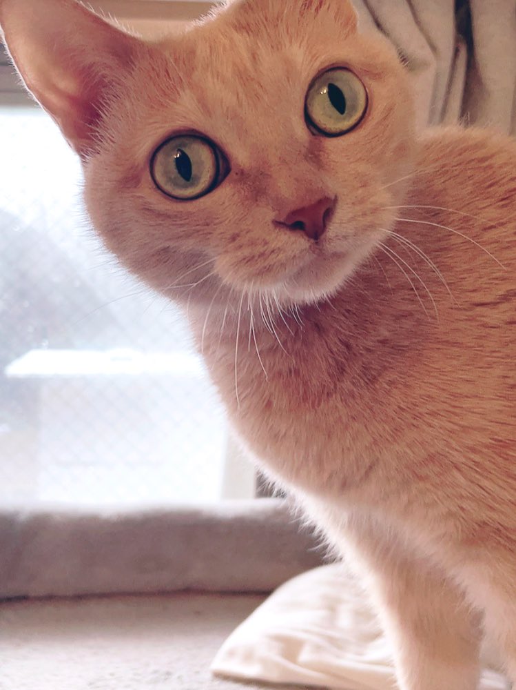 猫に雪見せたらめちゃくちゃ驚いてくれて満足