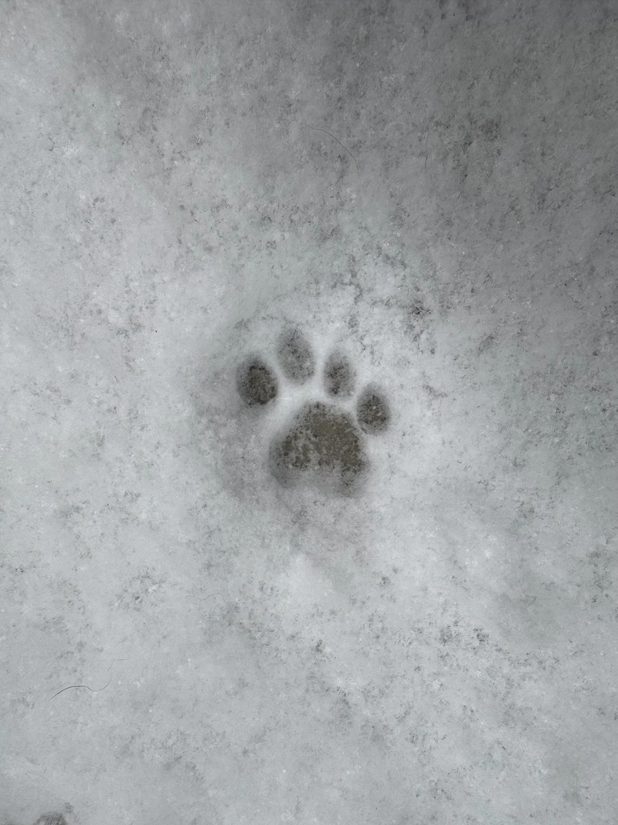 la_ar8's tweet photo. 我が家の猫
初めての雪体験 https://t.co/IRGZbTwUNi