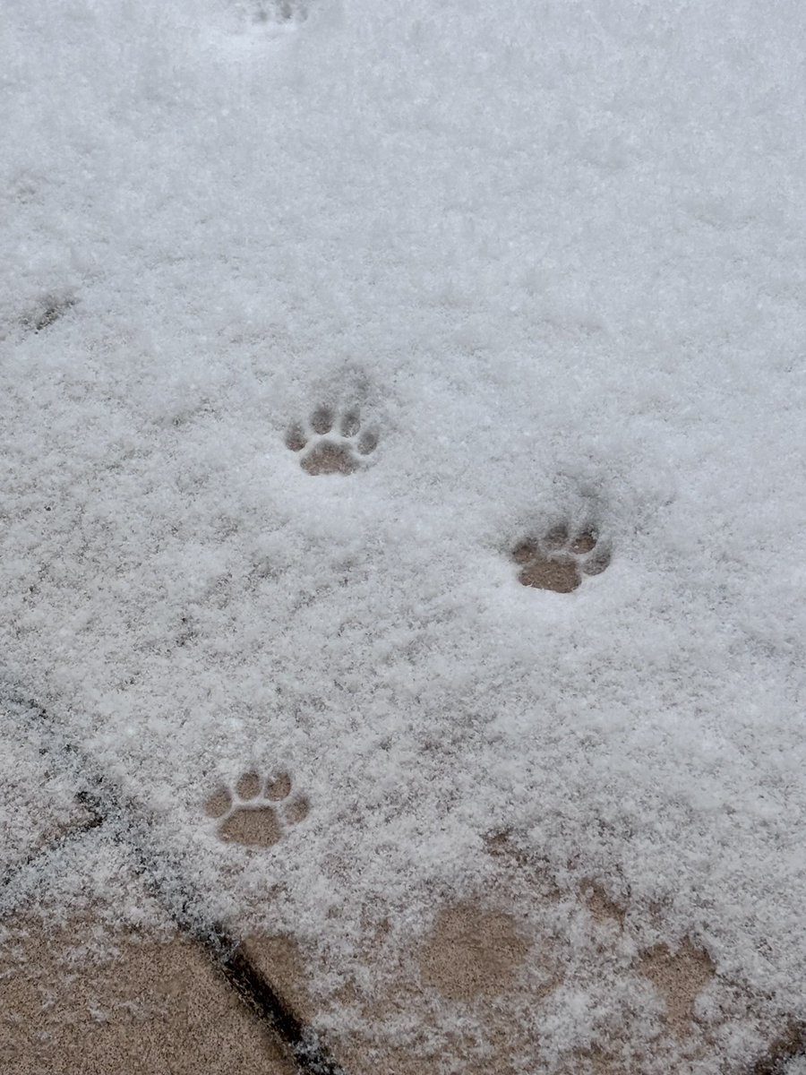 🐾