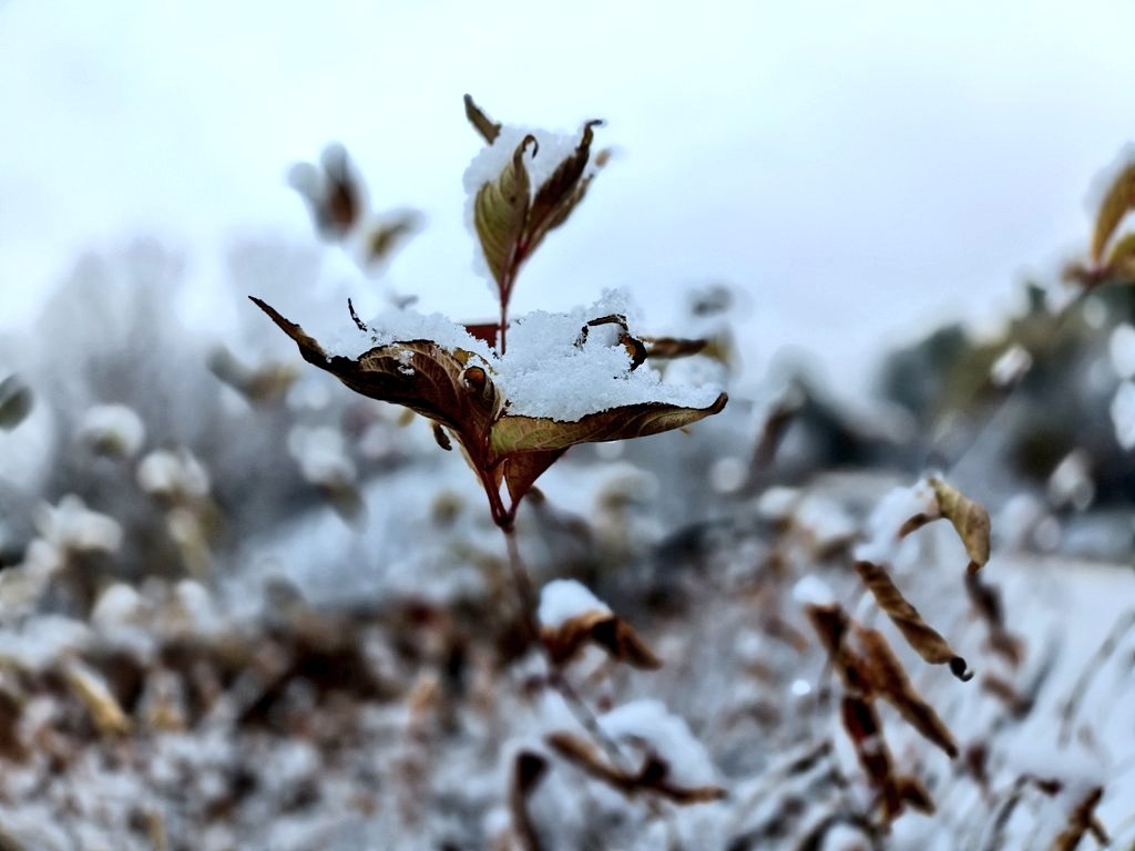 大阪でも雪積もったのんて
多分3年ぶりかな❄