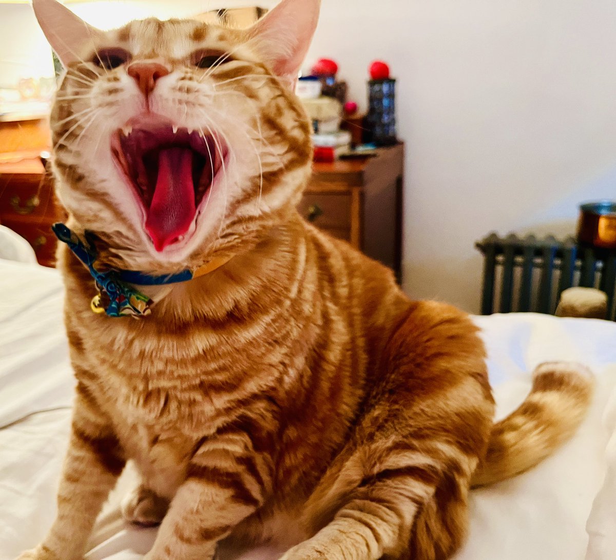 Hoom finally told a funny joke!! Or am I laughing AT her?? 😹😹