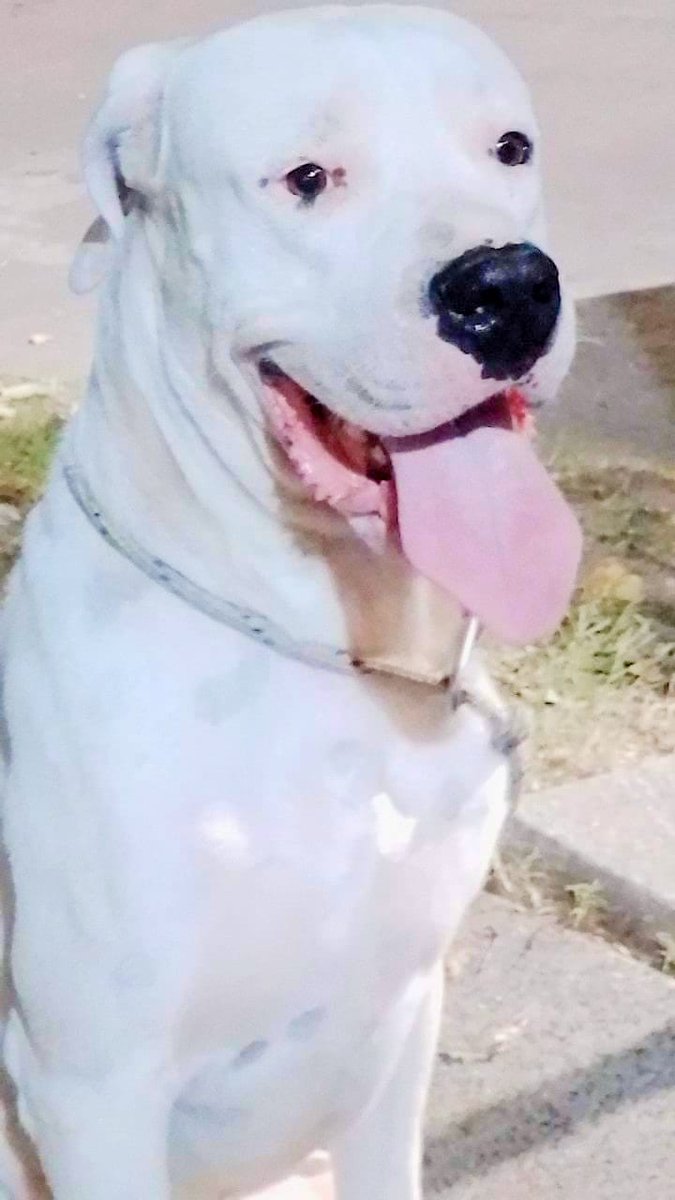 IL_Corv0 tweet media