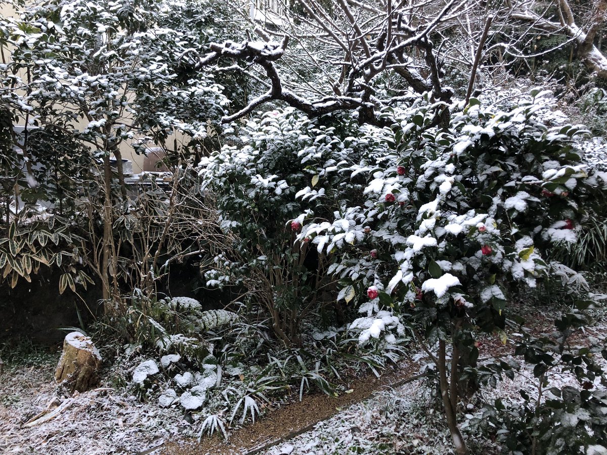 雪の朝、これからどうなるんだろう。
あの二月の選挙の先に戦争が立っていた…とならないことを祈りたい。けれど世界はすでに戦争だらけ。

「戦争が廊下の奥に立つてゐた」渡辺白泉