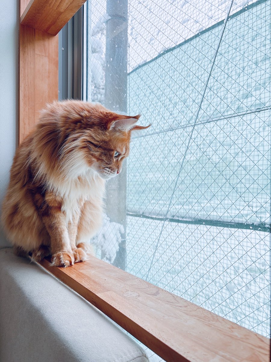 ゆ、雪だ〜〜！☃️