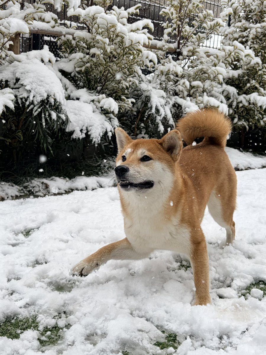山田シロ彦 『理想郷女子図鑑』連載中 tweet media