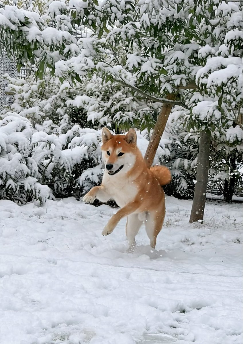 山田シロ彦 『理想郷女子図鑑』連載中 tweet media