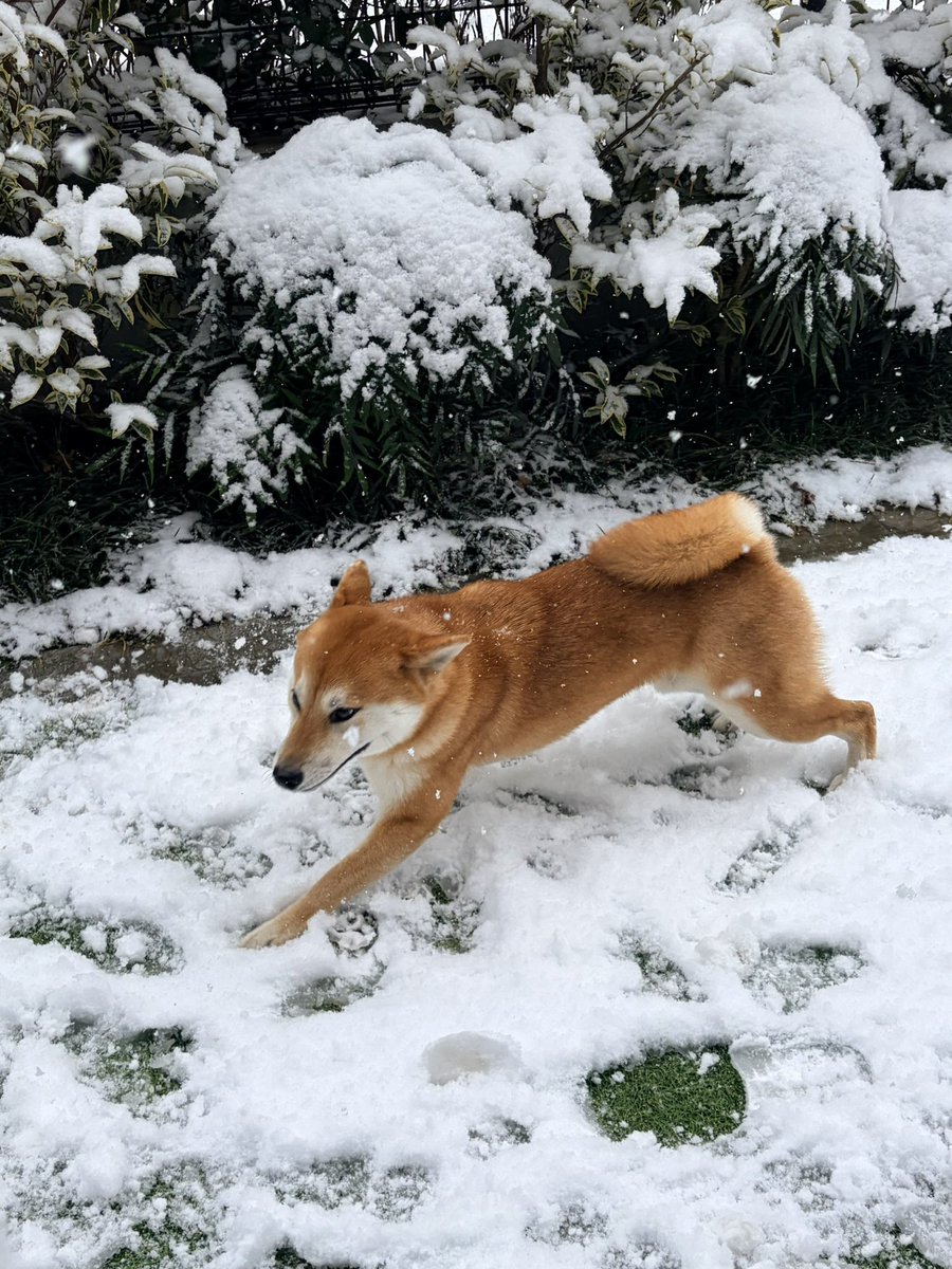 山田シロ彦 『理想郷女子図鑑』連載中 tweet media