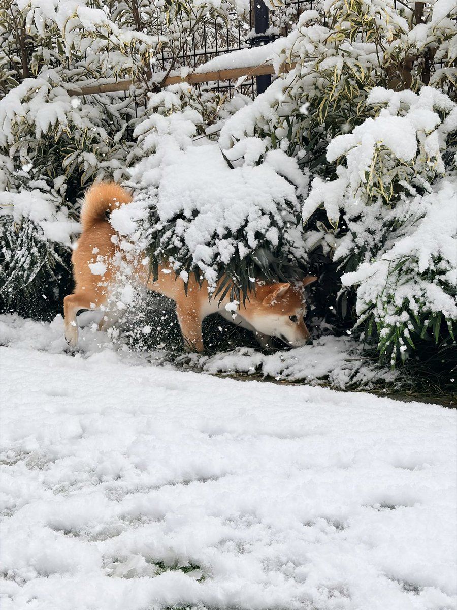 山田シロ彦 『理想郷女子図鑑』連載中 tweet media