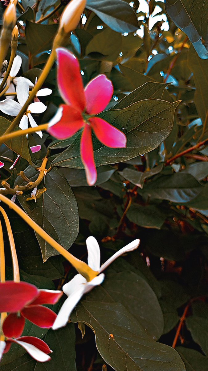 Daniel G. Idowu (Pka Governor) tweet media