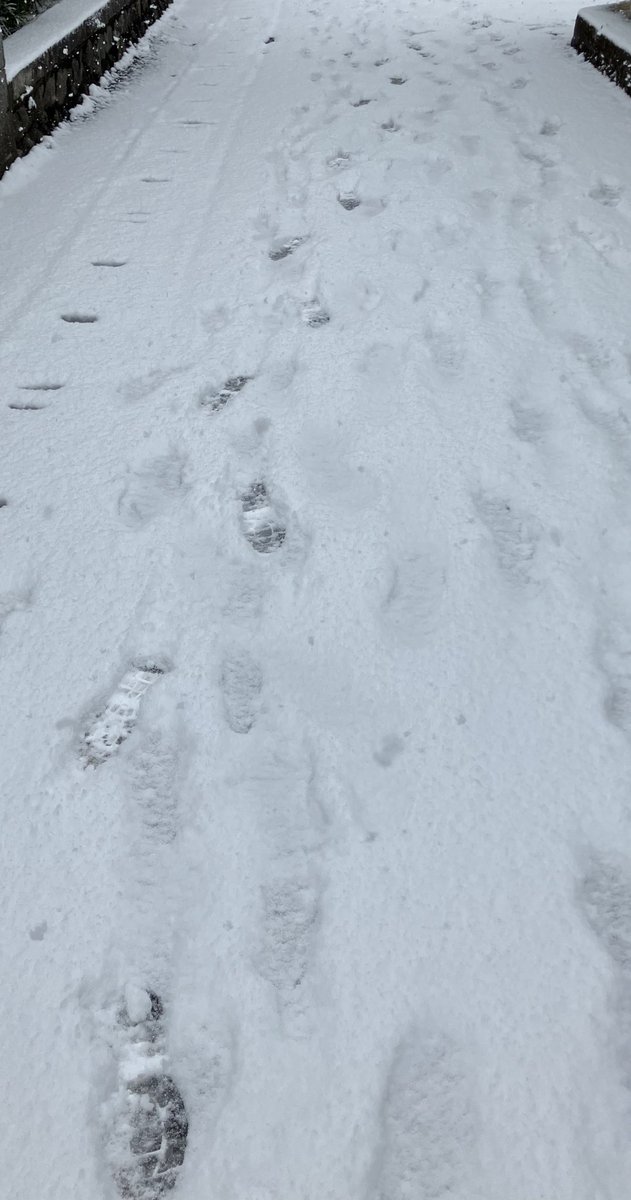 雪全然止みそうにないどころか止むの待ってたらめっちゃ積もりそう