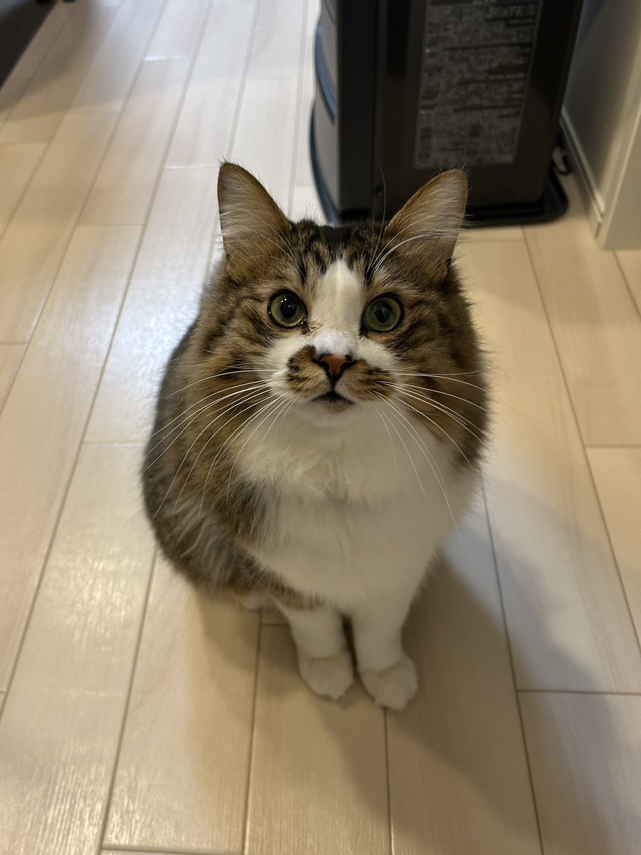 hotanyan's tweet image. 冬毛完成したらしい
報告してくれた