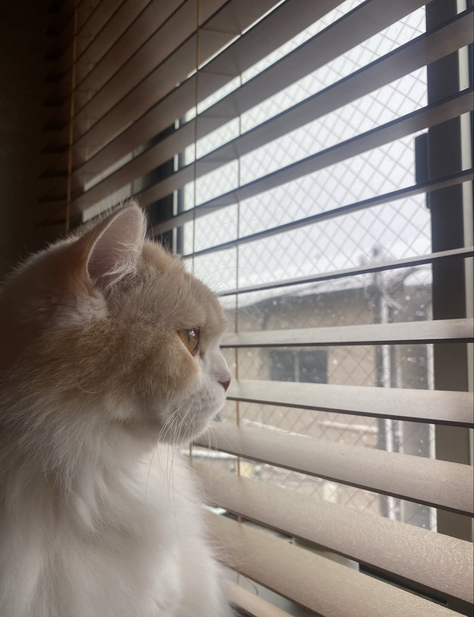 ハラハラと落ちる雪を
不思議そうに見つめるウガたん❄️