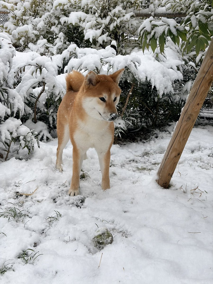 山田シロ彦 『理想郷女子図鑑』連載中 tweet media