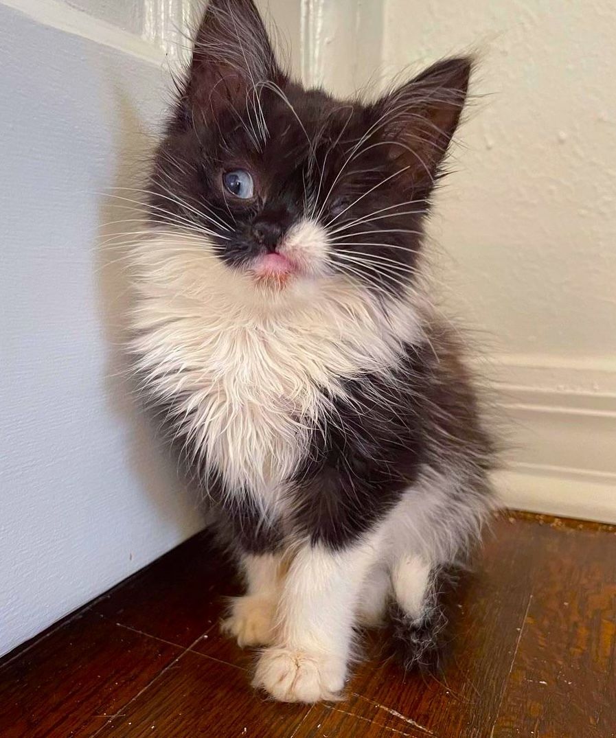 Kitten Born on the Street with One Eye and Heart Condition Gets New Life and a Forever Home 

From its very outset, life wasn't kind to her. Yet this brave little kitty was determined to survive against all odds. Meet Bug! 👉 buff.ly/moo9v0q