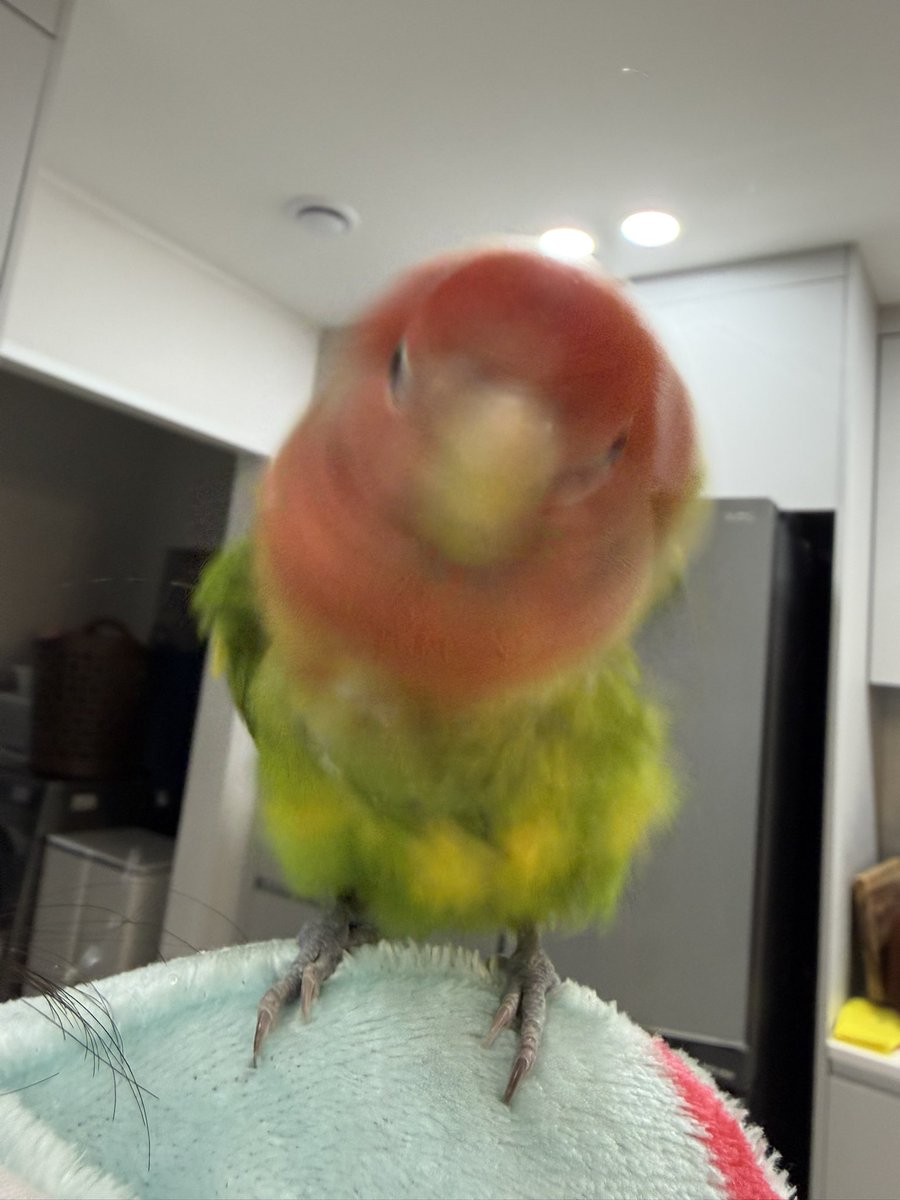 워치 페이스로 저장해놓고 볼 때마다 깔깔 웃는중