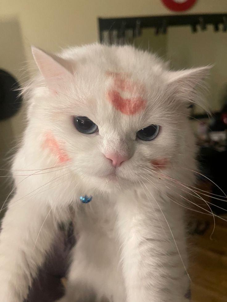 Minarararara's tweet image. Bucky went to the bathroom, I got lonely, so I pampered @PrincessAlpine instead &amp;lt;3