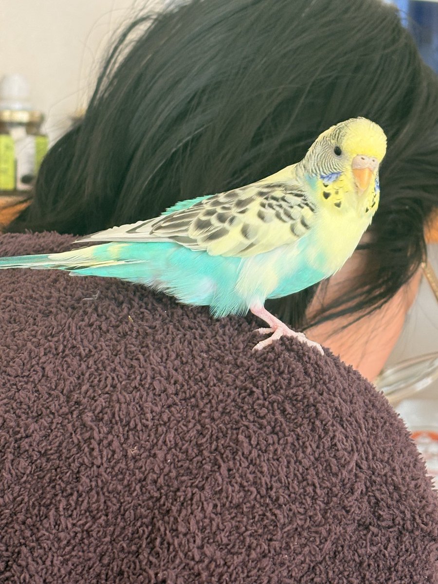 noinnoin_kobe's tweet photo. 拡散希望
セキセイインコのラムネを逃してしまいました
神戸市灘区
2/8 10:00ころ

#迷子インコ  #迷子鳥拡散 https://t.co/yJeGRUv3Tw