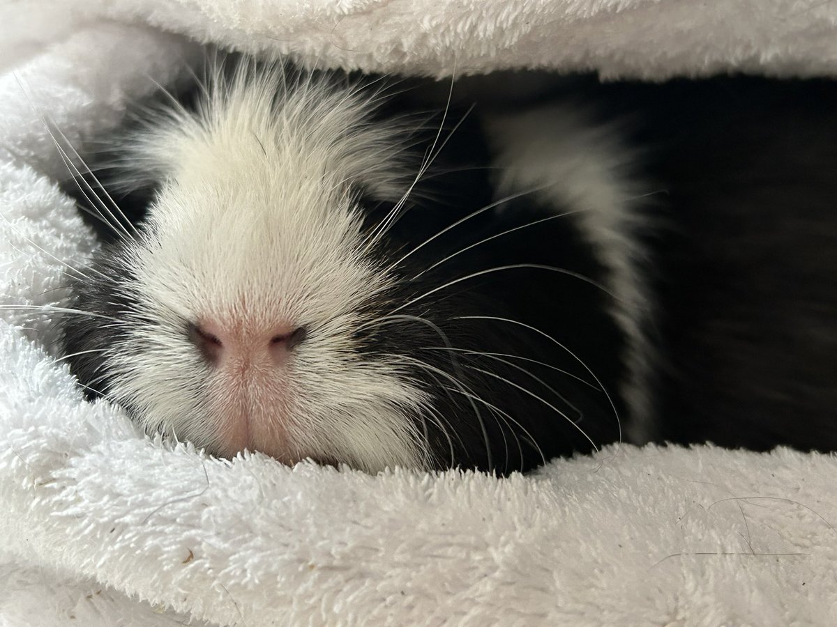 morupanda's tweet image. 雪ってなぁ〜に？
お外が真っ白デツ