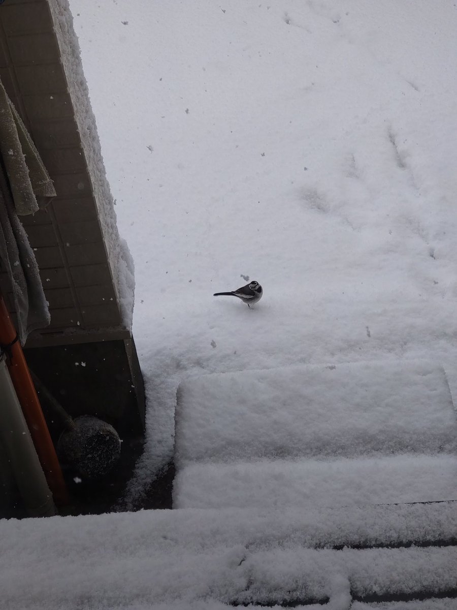 FaibuG's tweet photo. AM10時まだ雪❄が降ってます。ピー子ちゃんは今日66個目の卵🥚を産みました。 https://t.co/makkNgV4iq