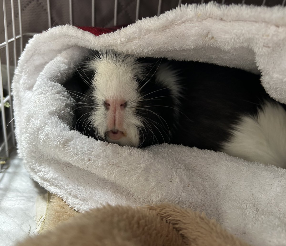 morupanda's tweet image. そうだ！
選挙🗳️行かなきゃ！
#選挙に行こう