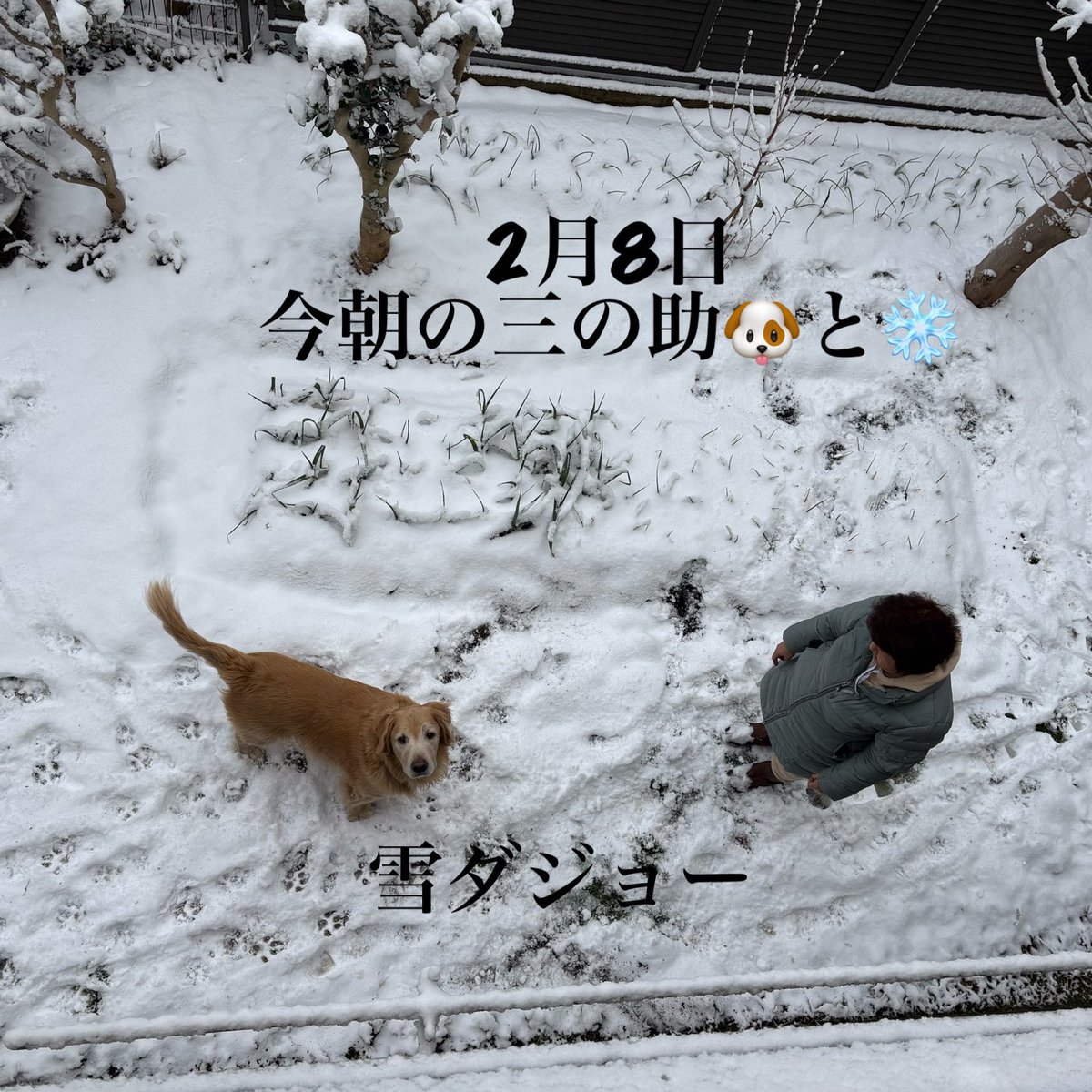 Sunnosuke_Chaya's tweet photo. 東京雪❄️
#三の助 
#東京雪 https://t.co/Ho5fDKsFcb