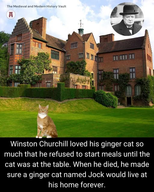 Winston Churchill had many pets during his 40 years at Chartwell, his beloved country home in Kent. He kept pigs, dogs, goats, black swans, goldfish, and bantam chickens. But no animal meant more to him than his cat.
For his 88th birthday in November 1962, Churchill's friend Sir