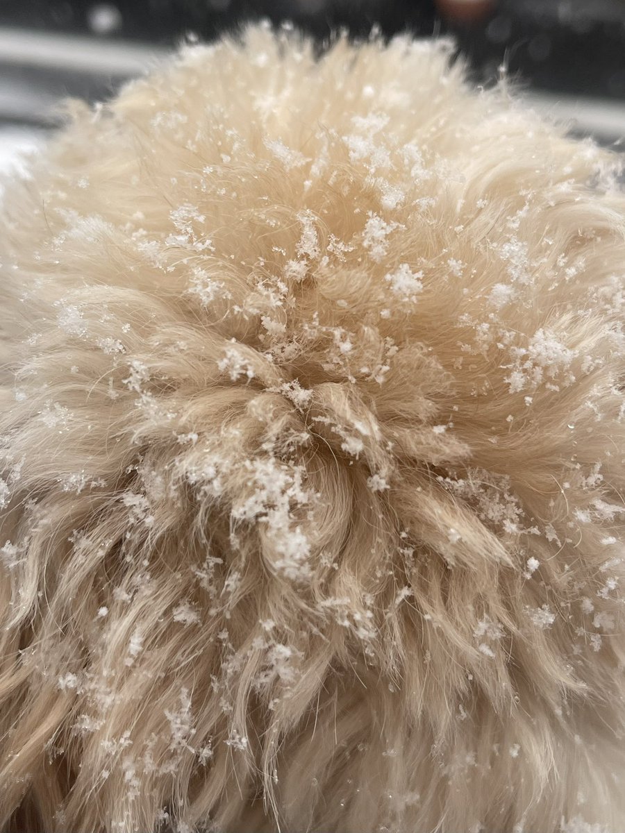 生まれてから雪降る2回目だねって見せてたらちょっと積もってて可愛い #犬のいる暮らし #チワプー