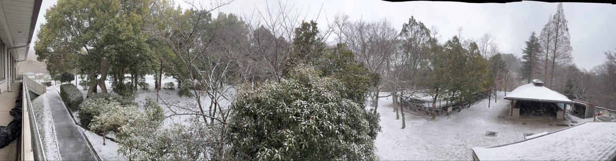 madam5165's tweet photo. キャンピィだいとう非常に強い寒気に見舞われ吹雪いております。強風にあおられ粉のような雪がザーっと雨のように降って来ます。一瞬で銀世界❄️ でも植物って強いな〜🌸頑張らなくっちゃ💪
#雪　#寒気　#自然　#吹雪　#白の世界　#スミレ　#生きる力 https://t.co/CCSgxOjzji