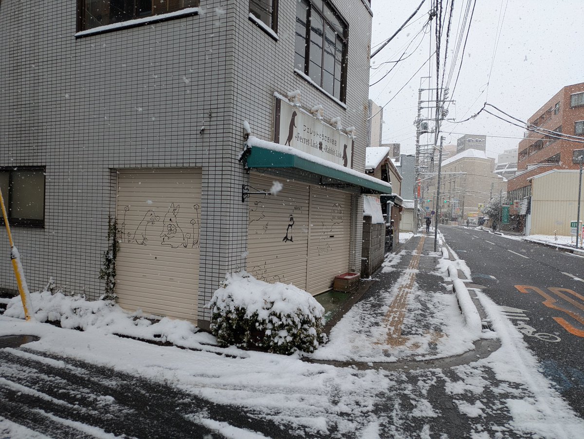 フェレット専門店フェレットリンク tweet media