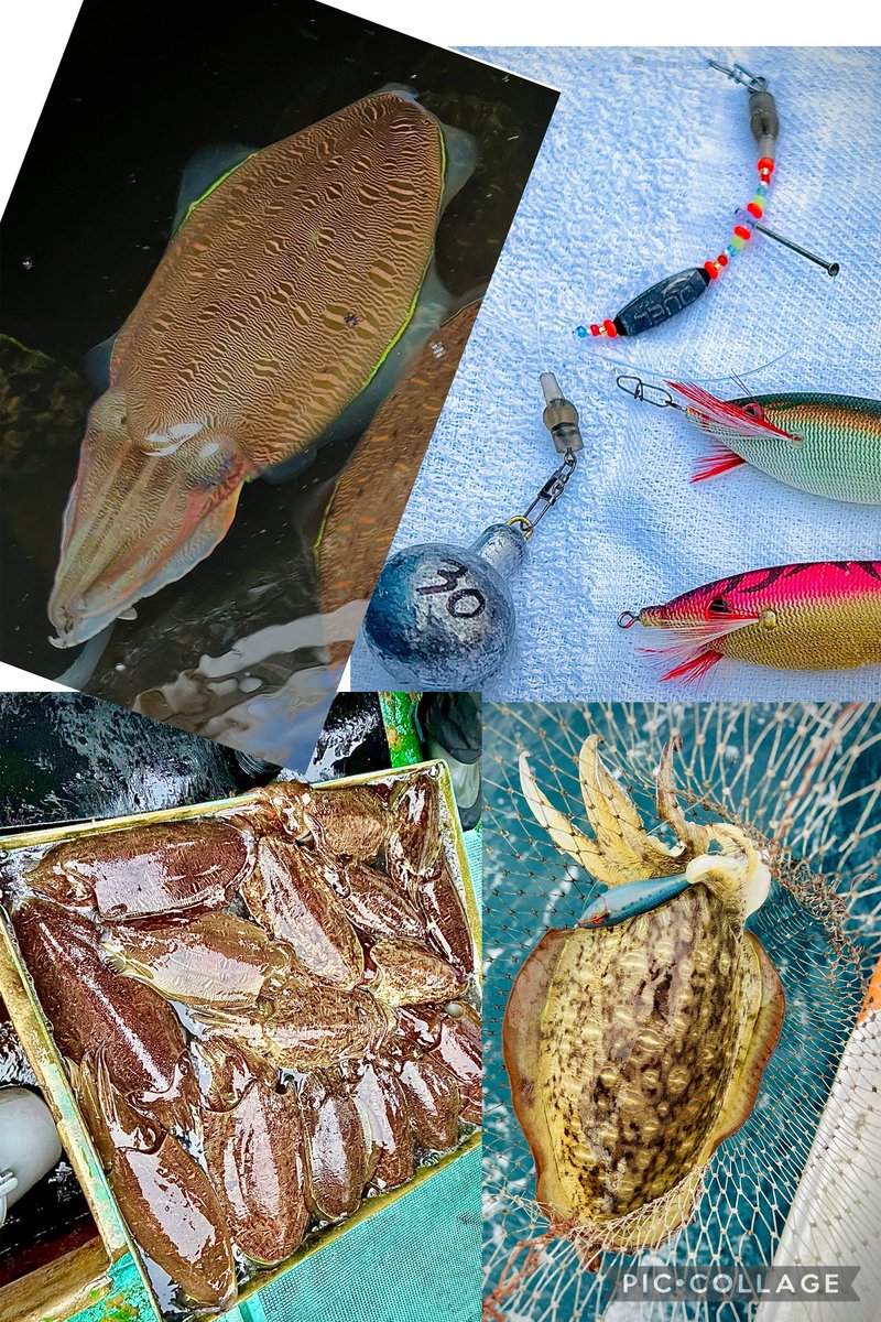 マルヤ遊船 ガイド船 (@Maruya_Guide) / Posts / X