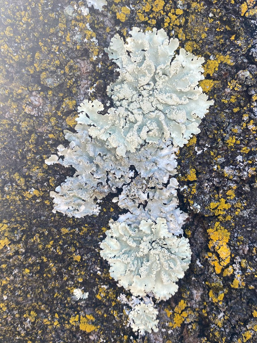 chiilichen's tweet image. おはよお〜

せんきょ！！！！投票いきます🐆さむい❄️

今日も気をつけて生きよう

#おはよう地衣類