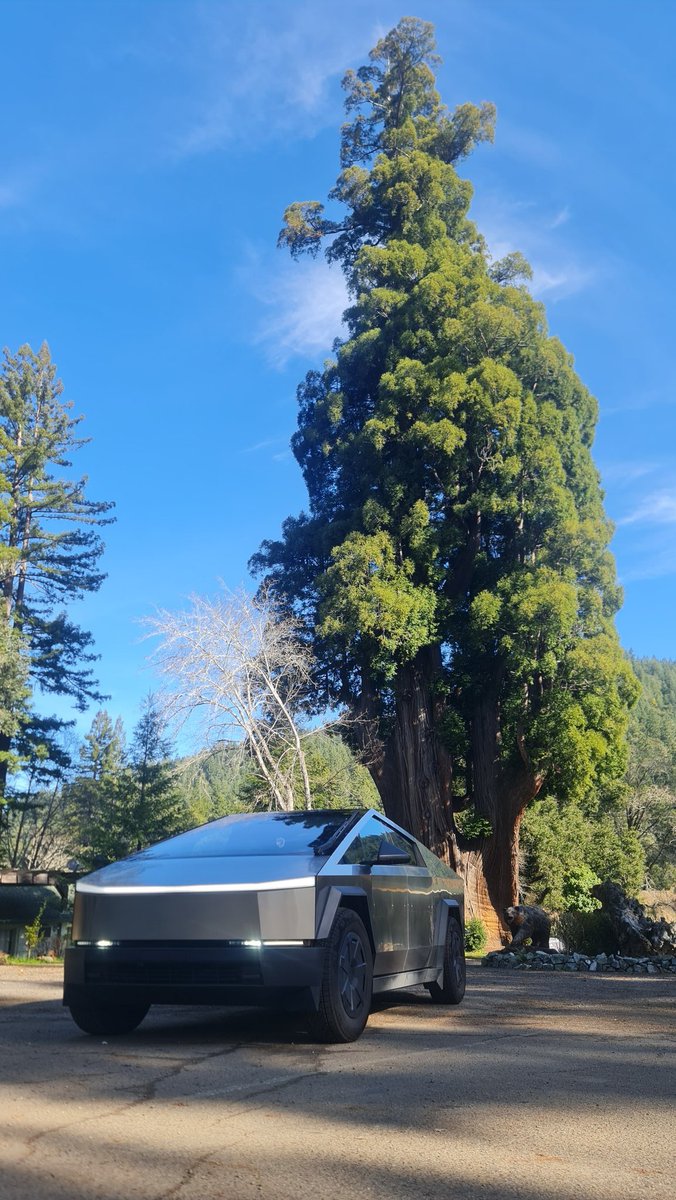 FrowinGruen's tweet photo. In front of the +1800 years old and +80m high The Grandfather Tree, even @cybertruck looks small 👀 https://t.co/xKldYDMEkc