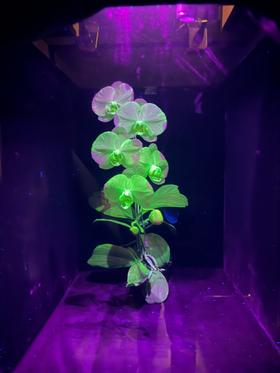 【公式】世界らん展-花と緑の祭典- tweet media