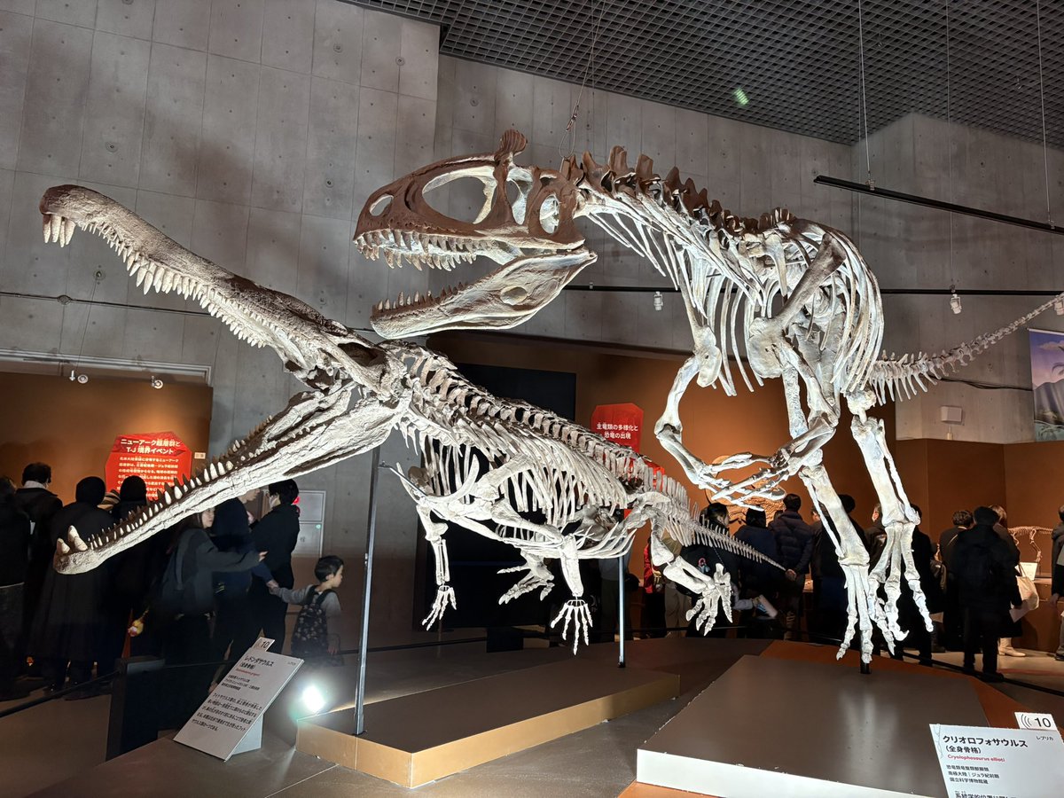 化石 昨日、大絶滅展を見に上野までお出かけしてきました。 すごく