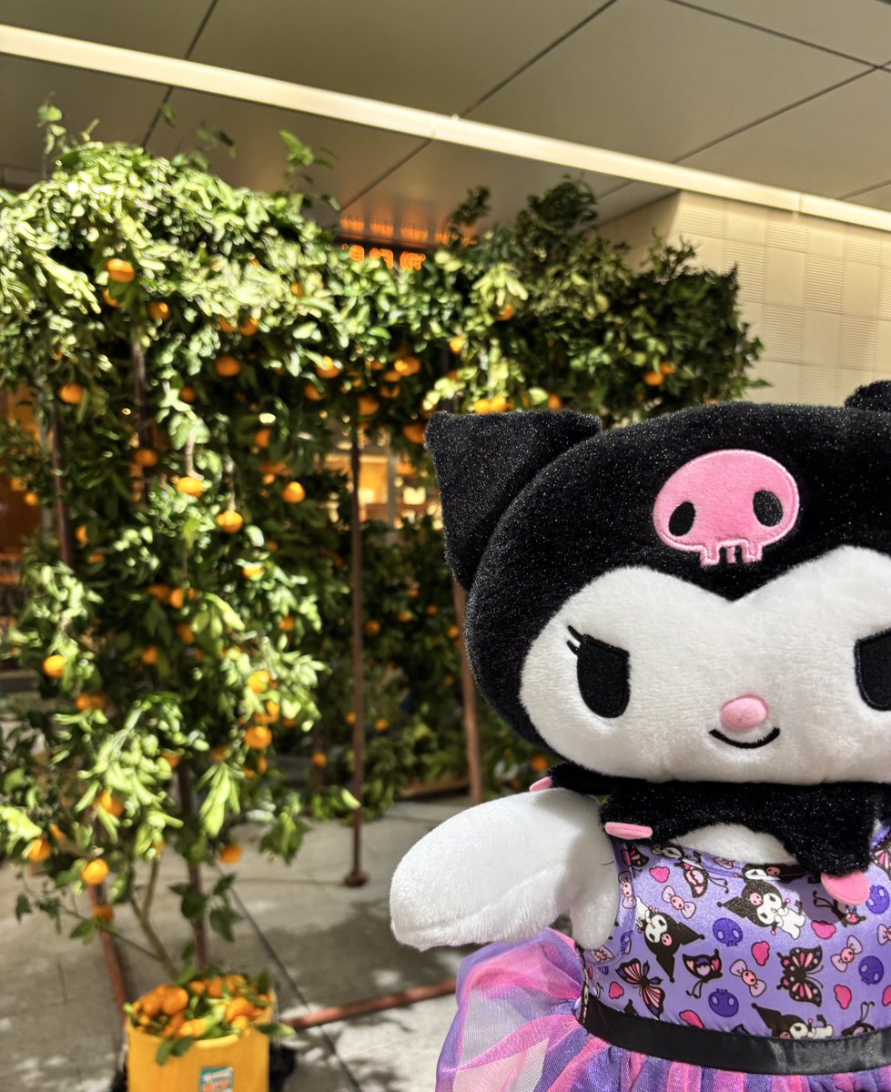 みかんの木🍊#なんて素敵な和歌山なんでしょう