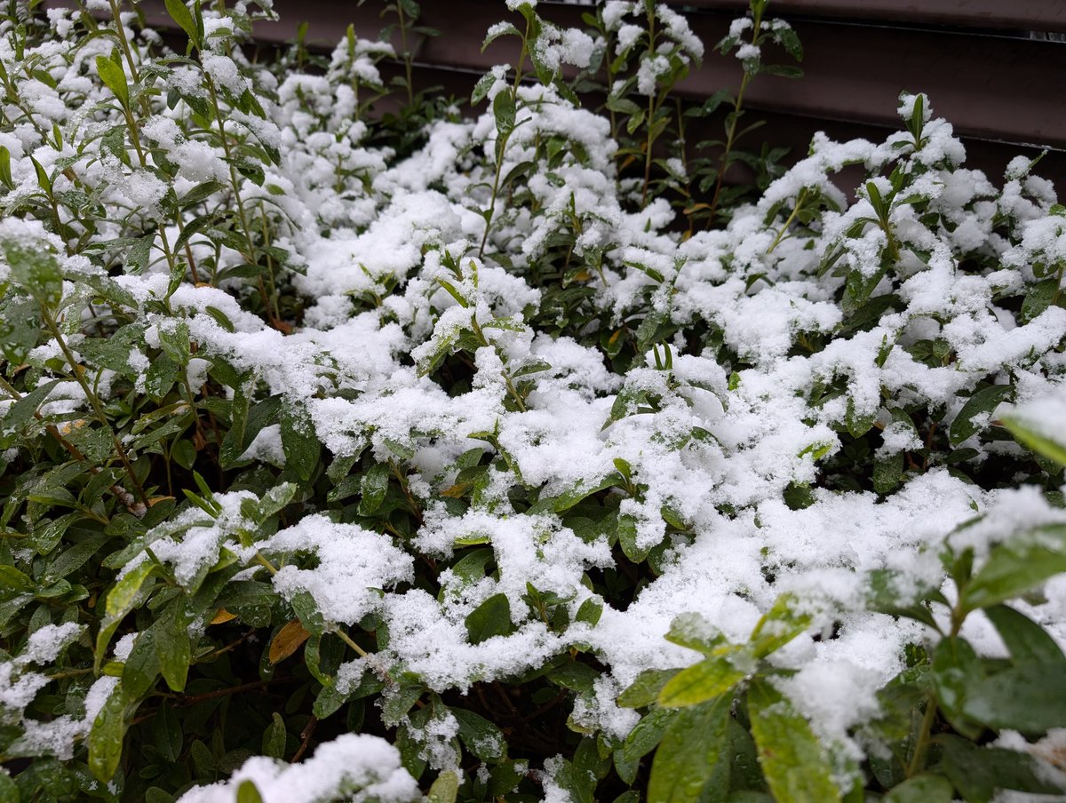 もう溶けてきてる…