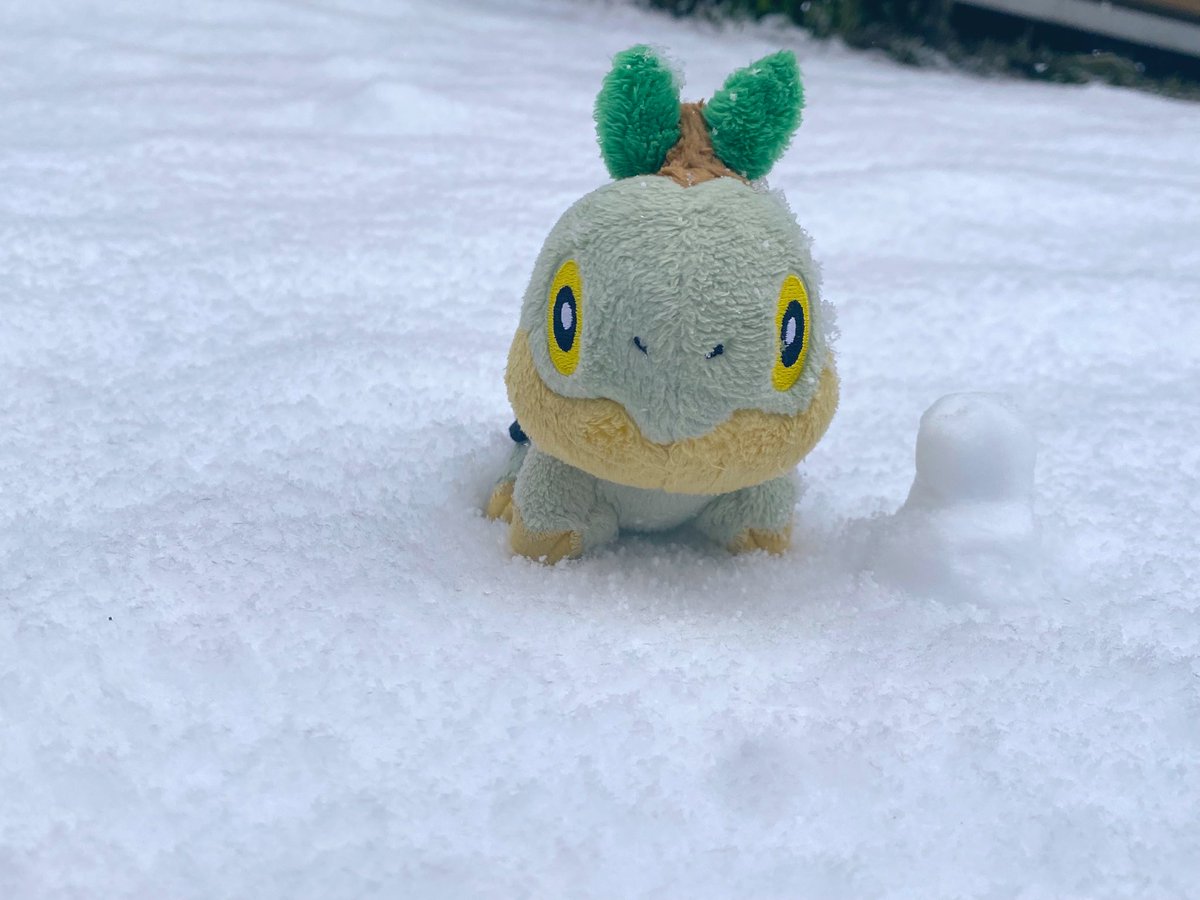 ちっちゃいナエトル tweet media