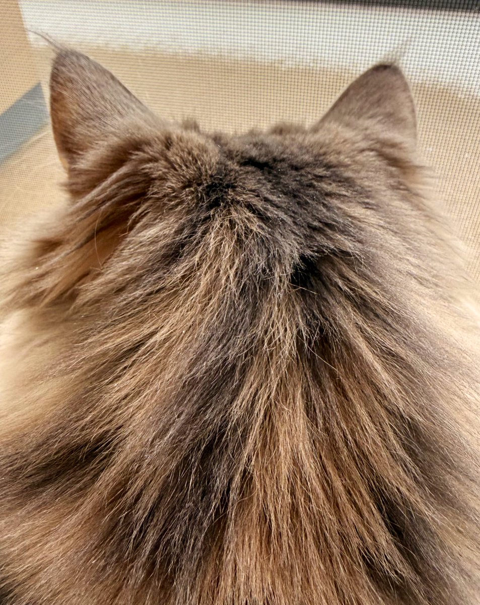 お嬢、初めて見る雪に興味津々のご様子🐈