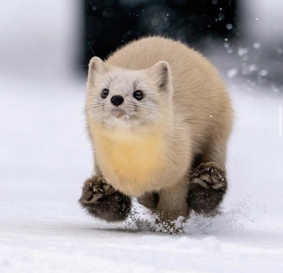 cutest_animal1's tweet image. 雪の中を駆け回るテンがかわいい