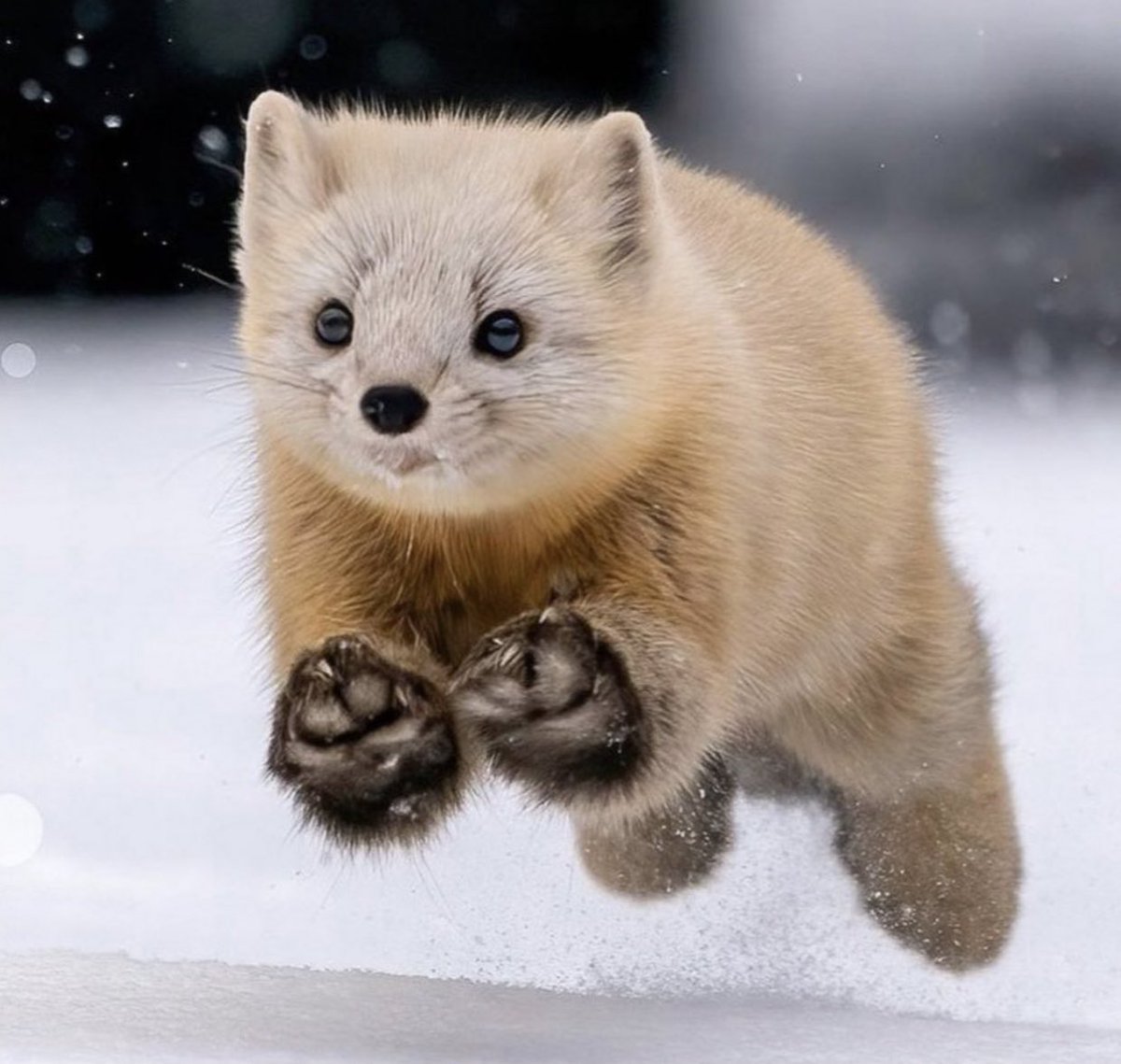cutest_animal1's tweet image. 雪の中を駆け回るテンがかわいい