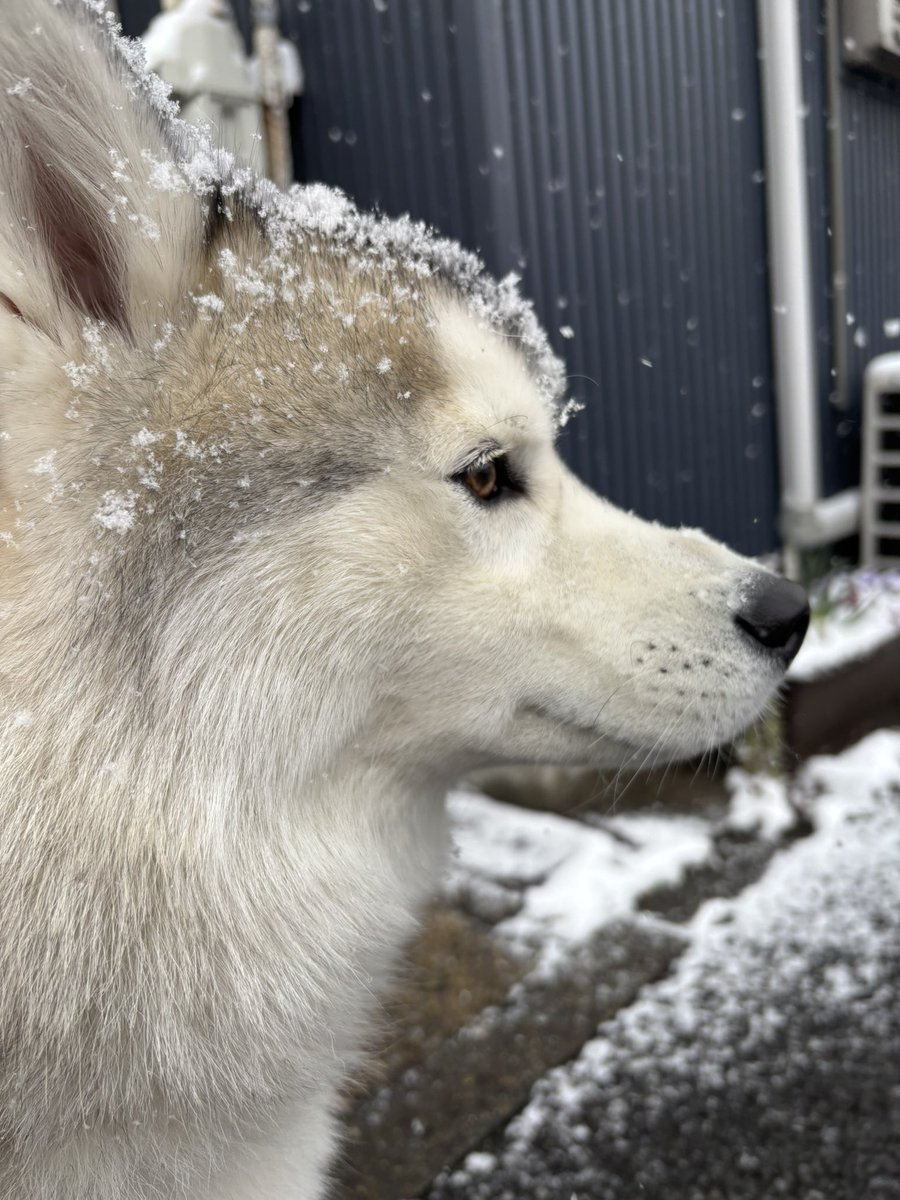 ガブちゃん (@rn2312412) / Posts / X