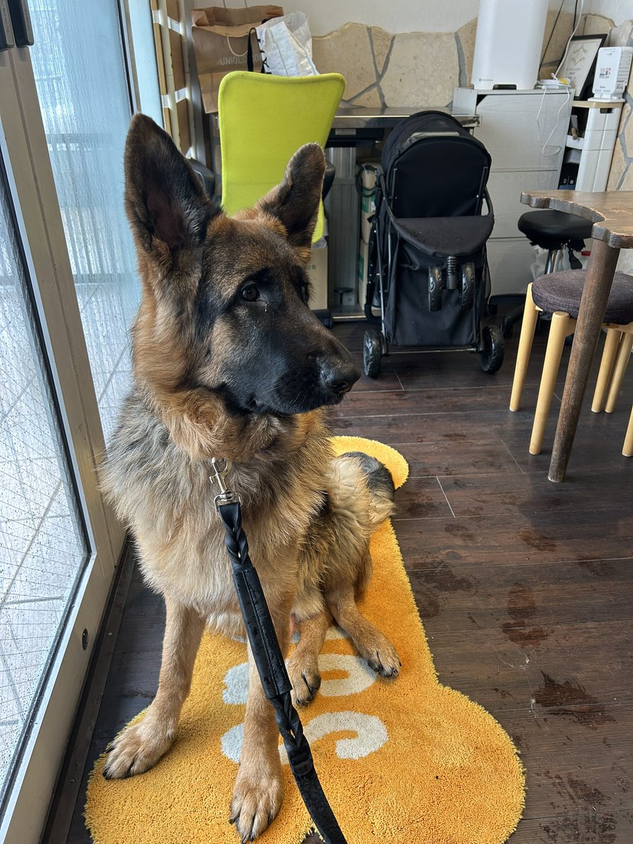 トリミング前の緊張したサブロー🐕です